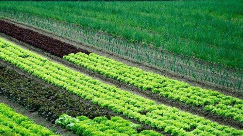 2025年有机蔬菜品牌排名背后的考量因素