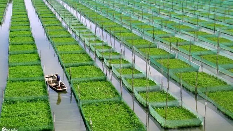 绿色食品认证：价格背后的价值与考量