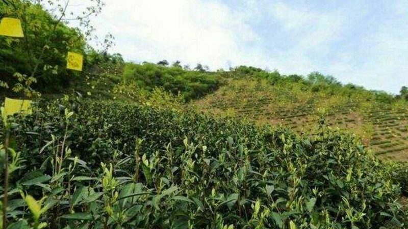 农产品产地直发采购，如何确保流程规范与品质保障？**