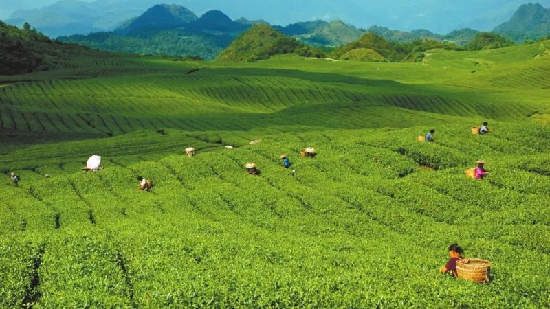 大棚种植成本解析：一亩多少钱的真相**