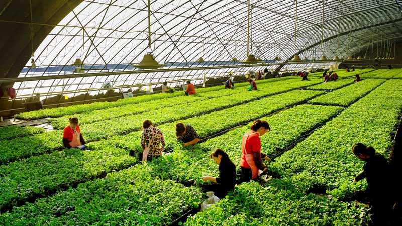 农产品追溯系统：构建食品安全新防线，揭秘批发价格背后的秘密