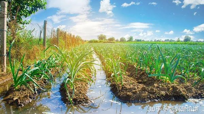 宝宝辅食新选择：有机蔬菜，营养又健康**