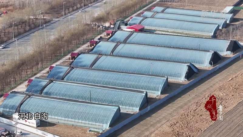 大棚农业种植：揭秘关键参数与高效管理**