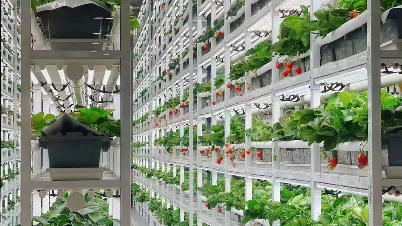 农产品追溯平台：农业现代化的重要一环